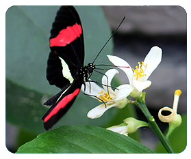 Papillons en Fête 2014